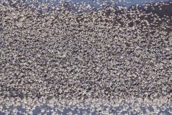 Snow geese Photo: Tom Grett