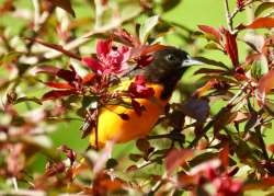 Baltimore oriole Photo: Karinne Heise