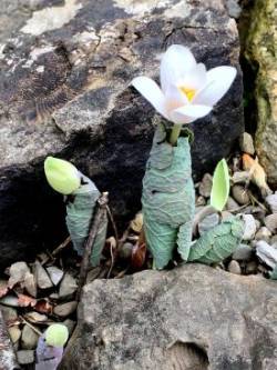Beautiful bloodroot Photo: Jennifer Edmondson