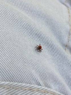 Tick Photo: Ron Becker