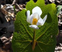 Bloodroot Photo: Mike Moloney