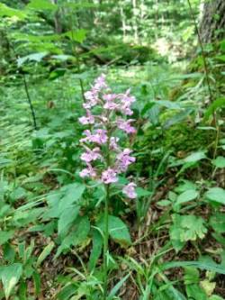 Bog Orchid Photo: Ber Richardson and Terry Souers