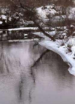 Fishing bird Photo: Bill Charlton