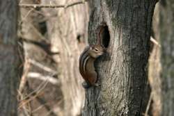 Chipmunk Photo: Stephen Fox