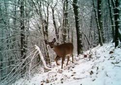Peaceful Deer Photo: Bonnie Honaberger