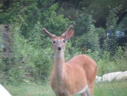 Deer Surprised Photo: Carolyn