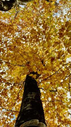 Forest Photo: Matthew DeLuca