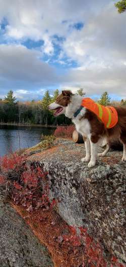 Dog mountain Photo: Susan Lichty