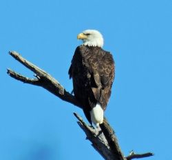 April 2016 Photo: Yvonne L. Stone 