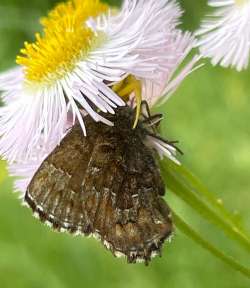 Eastern pine elfin Photo: Jen Danly