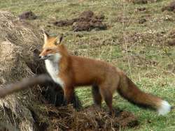 Fox in hay Photo: Scotty Gladstone