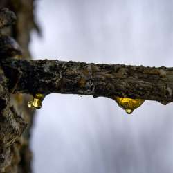 Frozen sap Photo: AM Dannis