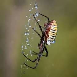 Garden spider Photo: Sandy Dannis