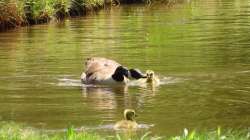 Goose family Photo: Joe Eggleston