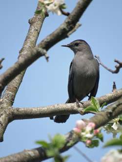 Catbird Photo: Chantal Caron