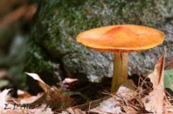 Gypsy Mushroom Photo: Eric D'Aleo