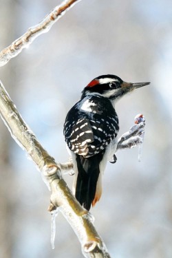 Hairy woodpecker Photo: Grace McCulloch