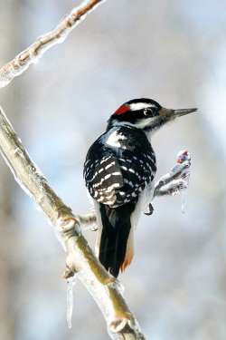 Hairy woodpecker Photo: Grace McCulloch