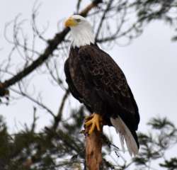 Bald eagle Photo: Lonnie S. Jandreau