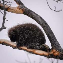 Hungry porcupine Photo: Sandy Dannis