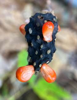 Jack in the pulpit Photo: Kirk T. Gentalen