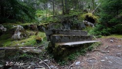 Newfoundland Photo: Eric D'Aleo