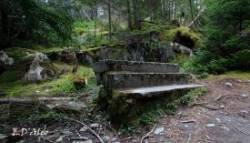 Newfoundland Photo: Eric D'Aleo