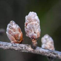 Larch cones Photo: AM Dannis