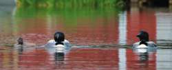 Loon Family Photo: Erika Senglaub