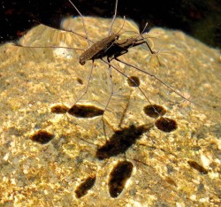 Water striders Photo: Frank Kaczmarek