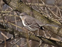 Mockingbird Photo: Charlie Schwarz