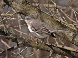 Mockingbird Photo: Charlie Schwarz