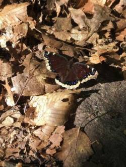 Mourning Cloak Butterfly Photo: Rodney Johnson