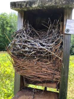 Birds nest Photo: Penelope Harris