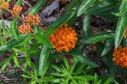 Butterfly weed Photo: Judy Sweet