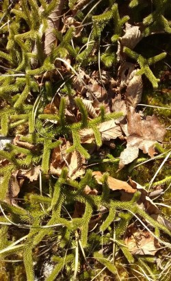 Pipe Cleaner Moss Photo: Bonnie Honaberger