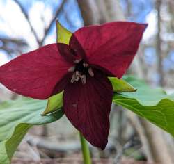 Red trillium Photo: Marcy Stanton