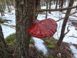 Reishi mushroom Photo: Cindy Morin