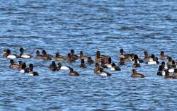 Scaup raft Photo: Sheri Larsen