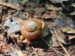 Snail Photo: Katie
