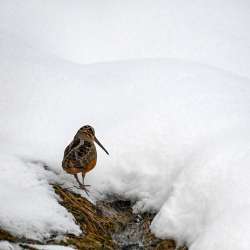 Snowy woodcock Photo: Sandy Dannis