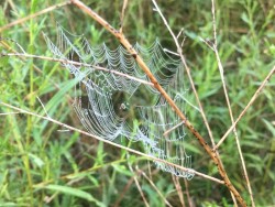 Spider web Photo: Pam Landry