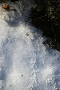 40_tracks_in_snow.jpg