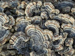 40_turkey-tail_fungus.jpg