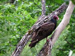 Turkey vulture Photo: Chantal Caron