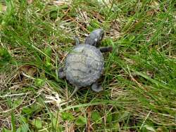 Turtle hatchling Photo: Gordon Gould