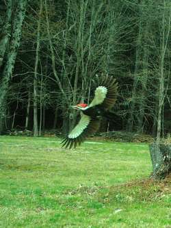 Woodpecker Photo: Wesley Ives