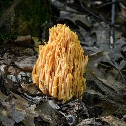 Yellow tipped coral Photo: Sandy Dannis