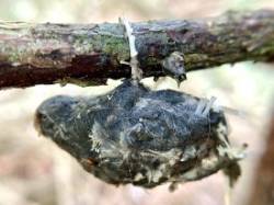 Owl pellet Photo: Kirk Gentalen