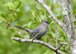 Gray catbird Photo: Karinne Heise
